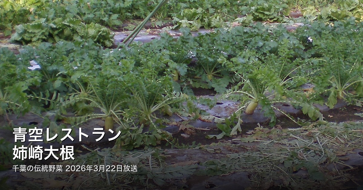 青空レストラン 姉崎大根 アイキャッチ