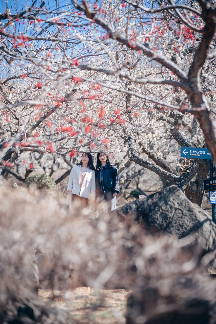筑波山梅まつりの様子