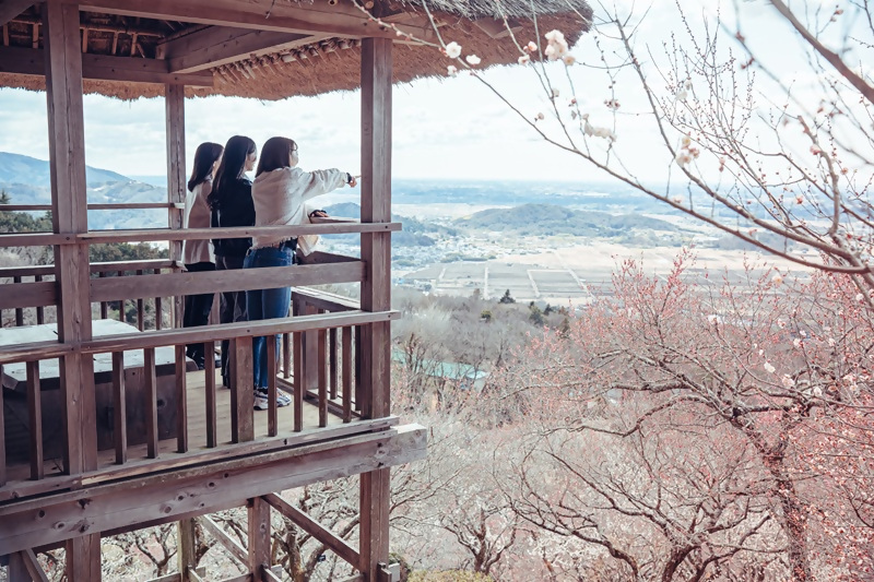 筑波山梅林の梅